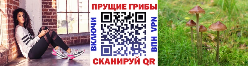 Псилоцибиновые грибы GOLDEN TEACHER  закладка  Данилов 